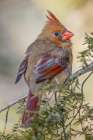 Female northern cardinal in winter Botanical Print